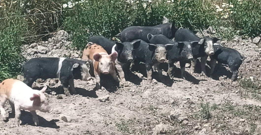 Weaner piglet